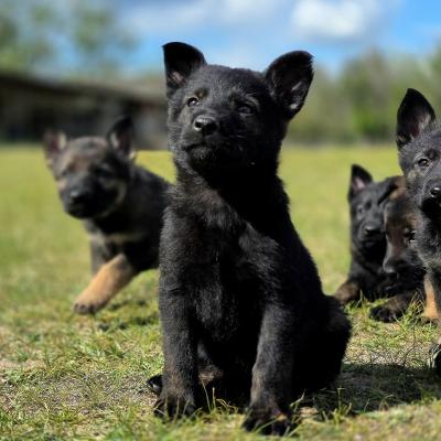 500066448 10232977381829840 2517170354728925158 N